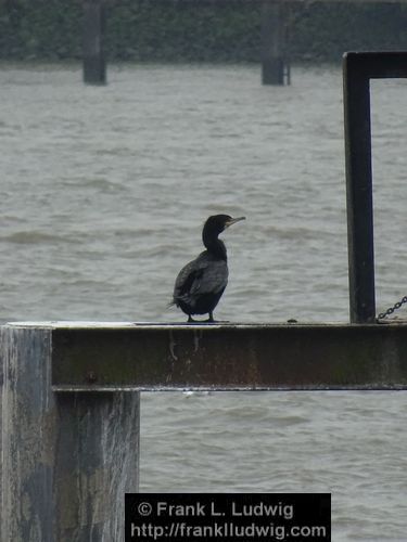 Cormorant at the Elbe